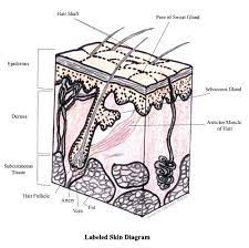 Skin Section Diagram Integumentary System Free Graphic Organizers Plot Graphic Organizer