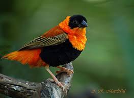 An Orange Bishop Euplecte Franciscain Beautiful Birds Bird Pictures Wild Birds