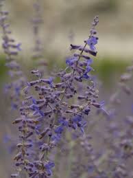 Image result for Perovskia atriplicifolia 'blue spire'