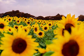 The sunflower fields rotate every other year. Sunflower Field Opening Raises Thousands For Cornish Mental Health Unit Farmers Guide