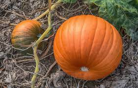 June is the ideal time to plant most halloween pumpkins in california, so you will. Growing Pumpkins In Your Ohio Garden Dengarden