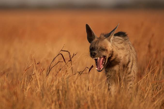 Tamil Nadu sanctions Rs 1 crore for conservation of four lesser-known endangered species