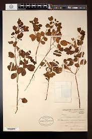 Image result for Rhynchosia caribaea