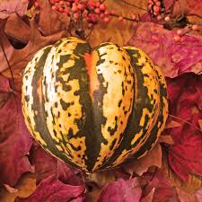 Image result for carnival acorn squash