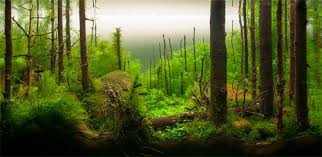 The jungle style overlaps with the core elements of the nature style except that the jungle style has little to no visible hardscape and limited open space due to the overgrown plants. Driftwood Aquascapes