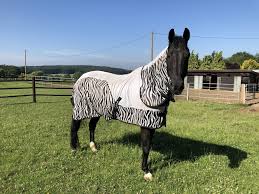 Die zahlung der abfindung erfolgt überwiegend freiwillig abfindung: Pferde Eindecken Ja Nein Vielleicht Und Womit Find Your Horse