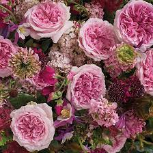 Miranda Rose Blooms Photographed Overhead Capturing The Light And Shade Between Her Multitude Of Petals David Austin Roses Pink Garden Flower Care