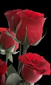 718 102 hydrangea flower nature. Abrar Ali Tanvir On Twitter Beautiful Rose Flowers Beautiful Roses Flowers
