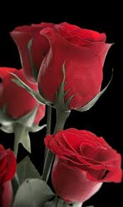 Maybe you would like to learn more about one of these? Abrar Ali Tanvir On Twitter Beautiful Rose Flowers Beautiful Roses Hybrid Tea Roses