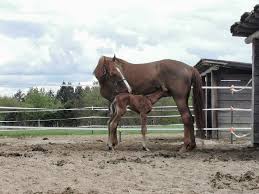 Maybe you would like to learn more about one of these? Marwari Horses Germany Posts Facebook