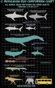 Here are 10 fascinating megalodon facts. Pin By Buff On Fishing Megalodon Shark Facts Shark Facts Megalodon