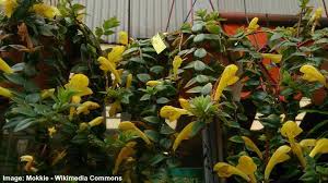 Black pagoda lipstick plant propagation. How To Care For A Lipstick Plant Aeschynanthus Radicans