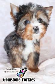 .yorkies for sale in michigan,colorado yorkies forsale, california parti yorkies, teacup chihuahua puppies, yorkie puppy, extreme face, smooshy face yorkies, flat face yorkies, 2 lb yorkies, breny yorkies, greens yorkies, extreme heads, big eyes, short legs, compact body, yorkie growth. Pin On Gem Yorkies Ca