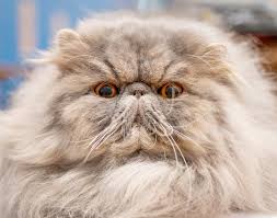 ‪Cats first finagled their way into human hearts and homes thousands of  years ago – here's how‬‏