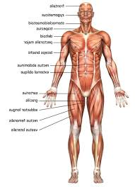 Human Body Muscle Chart Koibana Info Human Body Muscles Body Muscle Chart Body Anatomy