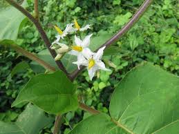Image result for Solanum torreanum