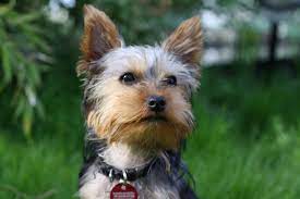 5 Awesome Dog Breeds For Apartment Living 3 Will Surprise You Smartest Dog Breeds Lap Dogs Diabetic Dog