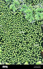 Image result for Wolffia arrhiza