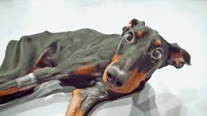 We did not find results for: 10 Best Doberman Rescue For Adoption 2021 Our Top 10 Picks