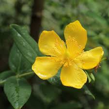 Image result for Hypericum