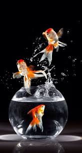 Aesthetic Black And White Koi Fish Wallpaper Zsazsa Bellagio Chasingrainbowsforever Colors Black White In 2020 Goldfish Fish Wallpaper Goldfish Wallpaper