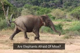 Why are elephants afraid of mice. Are Elephants Afraid Of Mice Perfect Atom