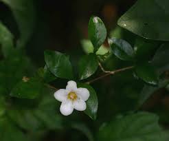 Image result for Mostuea