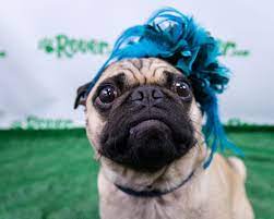 Dogs In Stylish Hats Recreate Classic Kentucky Derby Looks Kentucky Derby Dogs Kentucky Derby Hats