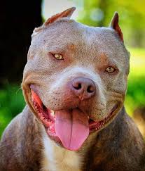 Pin On Pit Bull Pics