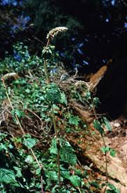 Image result for Cyathula polycephala