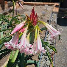 Image result for Crinum lugardiae