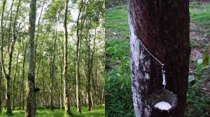 Kabar duka ini disampaikan lewat akun instagram resmi band. Karet Tribunnewswiki Com Mobile