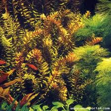 Image result for Nesaea ondongana