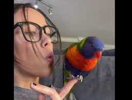 Rainbow Lorikeets are weird 🦜🌈🦜 #lorikeet #rainbowlorikeet #birb #pets  #birds #parrots #30secondtrailer