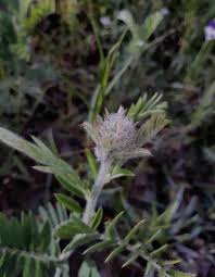 Image result for Tephrosia multijuga