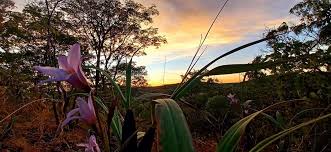 Image result for Leptactina benguelensis