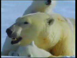 Polar Bears Live In The Arctic Near The North Pole Polar Bears Their World Of Ice Youtube For Those Of You Who Don T Know Penguins Do Not Live At Polar Bear Polar Bears Live Polar Bears Kindergarten