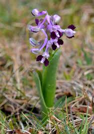 Image result for Anisosepalum alboviolaceum