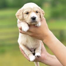Find golden retriever in dogs & puppies for rehoming | 🐶 find dogs and puppies locally for sale or adoption in canada : Puppy Comfort Golden Retriever Party Fun Outside Outdoors Nature Miniature Golden Retriever Retriever Retriever Puppy