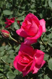 Pianta dai fiori rosa riguardanti numero arabo 60, sessanta, dai fiori rosa di lino, isolati. Pin Di Maneeram Sattawan Su Lorenita Roses Fiori Rose Rosse Piante