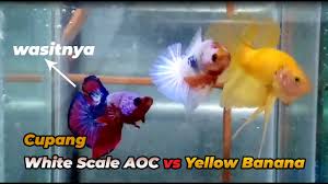Buat kamu yg masih awam, wajib banget nonton ini. Perbedaan Cupang Plakat Fancy Ws Dan Fccp Bettaguppy Com