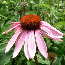 Image result for Echinacea purpurea `Magnus`