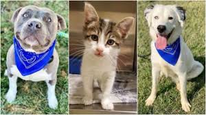 Maybe you would like to learn more about one of these? St Louis County Reduces Pet Adoption Fees To Help Clear Shelter Ksdk Com
