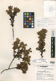 Image result for Hypericum aethiopicum