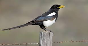 Black And White Birds In Southern California Although The Yellow Billed Magpie Is Common And Conspicuous In The Open Oak Woodlands Of Central And Southern California It Is Found Nowhere Else In The World
