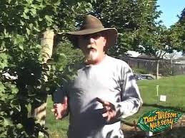 Pruning fruit trees will help in many ways. Summer Pruning Fruit Trees 2013 Youtube