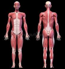Find the perfect human body back and front stock photo. Body Human Front Back Stock Illustrations 3 155 Body Human Front Back Stock Illustrations Vectors Clipart Dreamstime