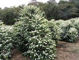 Image result for Coffea mufindiensis