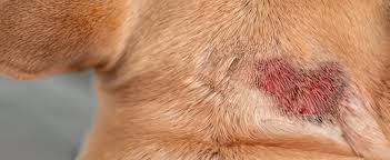 Image result for hotspot dogs