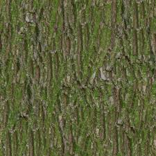 Latest textures > forest textures. Green Moss Bark Moss Texture Albedo Tileable Base Color Basecolor Seamless Pxfuel